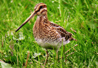 Murton Country Park